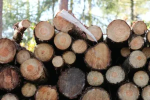 Mittel gegen Holzwürmer kaufen – Welche Produkte gegen Holzwürmer erhältlich sind und worauf du achten solltest