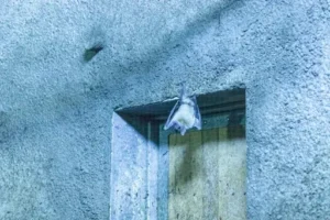 Primaster Insektenschutz-Türvorhang – Anleitung – Montage, Befestigung Und Tipps Für Den Richtigen Einbau