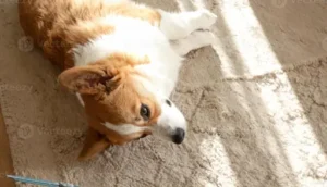 Wie bekomme ich Hundekot aus dem Teppich? Hundekot aus dem Teppich entfernen – Flecken und Gerüche gründlich beseitigen