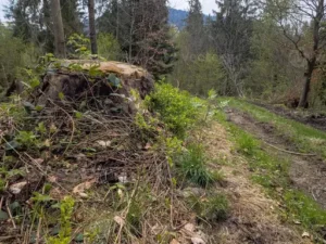 Wie weit darf ein Baum an der Grundstücksgrenze stehen? Grenzabstände, Nachbarrecht und regionale Vorschriften verständlich erklärt